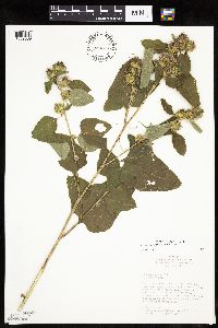 Arctium minus image