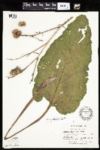 Arctium minus image