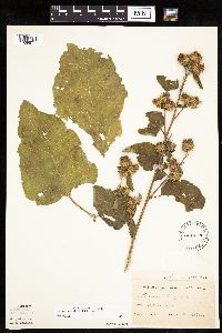 Arctium minus image
