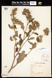 Arctium minus image