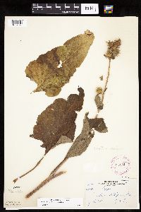 Arctium minus image
