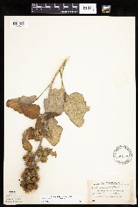 thumbnail image of current specimen
