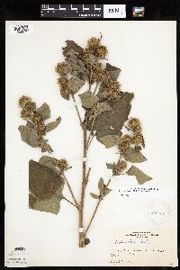 Arctium minus image