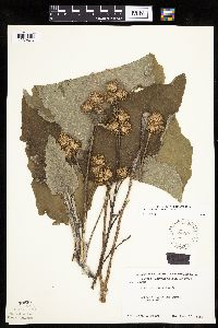 Arctium minus image