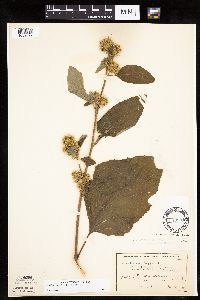 Arctium minus image