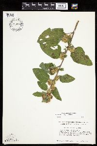 Arctium minus image