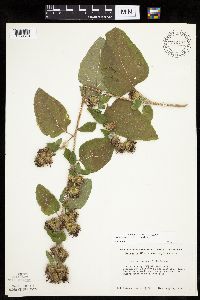 Arctium minus image