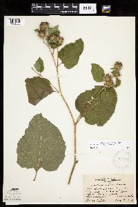 Arctium minus image