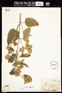 Arctium minus image
