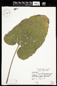 Arctium minus image