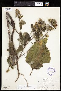 Arctium minus image