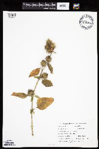 Arctium minus image