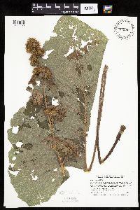 Arctium minus image