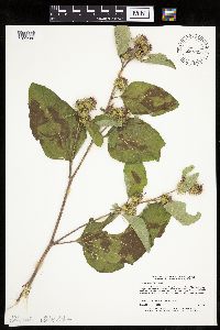 Arctium minus image