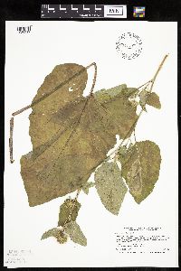 Arctium minus image