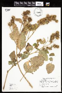 Arctium minus image