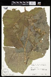 Arctium minus image
