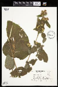 Arctium minus image