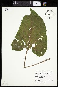 Arctium minus image