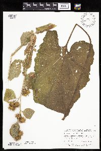 Arctium minus image