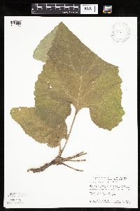 Arctium minus image