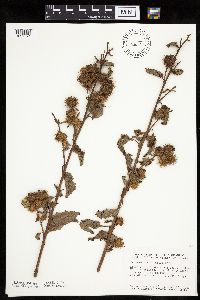 Arctium minus image