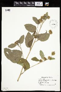 Arctium minus image