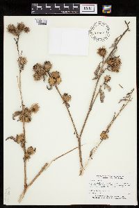 Arctium minus image