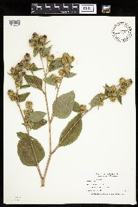 Arctium minus image
