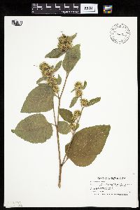 Arctium minus image
