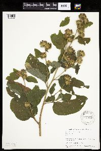Arctium minus image