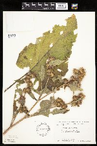 Arctium minus image