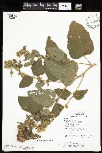 Arctium minus image