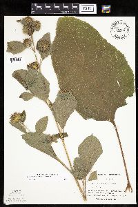 Arctium minus image