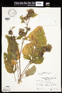 Arctium minus image