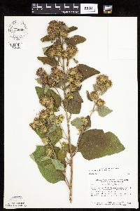 Arctium minus image