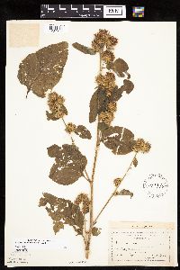 Arctium minus image