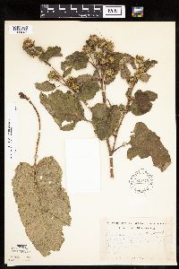 Arctium minus image