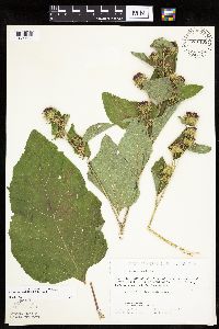 Arctium minus image