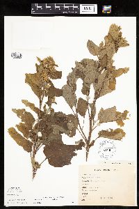 Arctium minus image