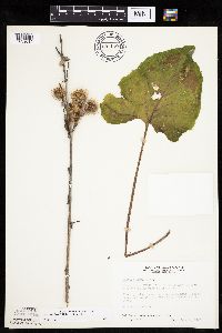 Arctium minus image
