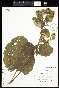 Arctium lappa image
