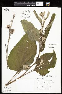 Arctium minus image