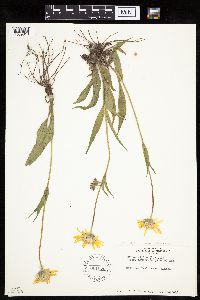 Arnica angustifolia image