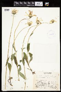 Arnica angustifolia image