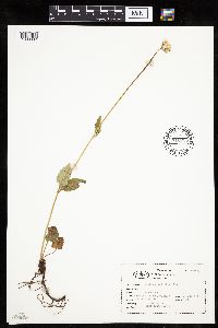 Arnica cordifolia image