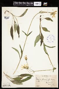 Media resource of Arnica lonchophylla