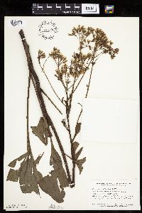 Media resource of Arnoglossum plantagineum