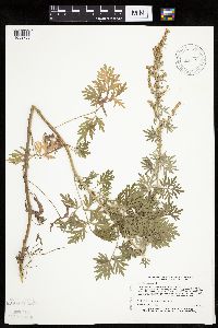 Artemisia absinthium image