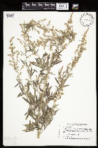 Artemisia absinthium image